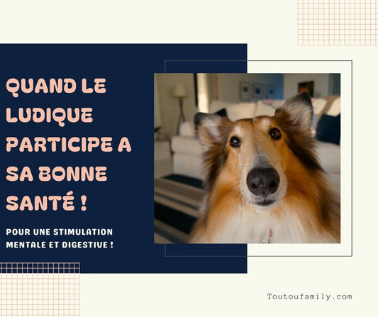Jouets distributeurs de croquettes - Stimulation mentale et digestive garantie !