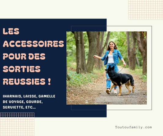 Accessoire promenade pour chien - Les indispensables pour des sorties réussies et sans stress !