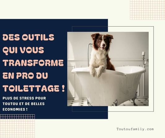 Accessoire pour le toilettage chien - Les meilleurs accessoires pour un chien toujours impeccable !
