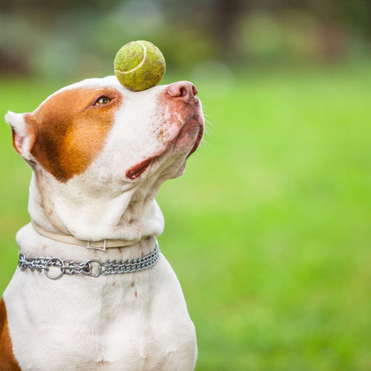 Balle pour chien - Guide complet de la balle pour chien