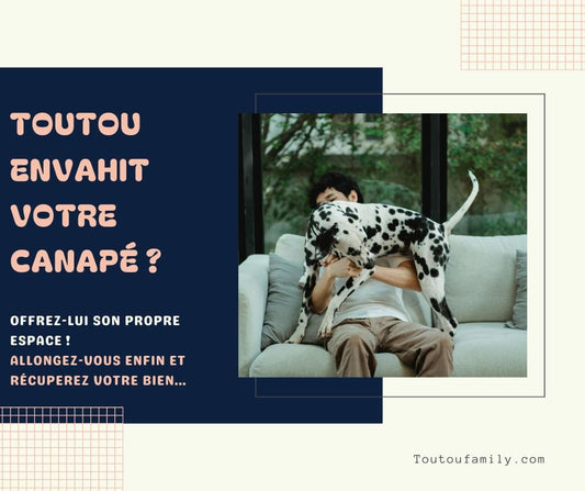 Canapé pour chien - Les meilleurs canapés adaptés à chaque Toutou ! - Toutoufamily