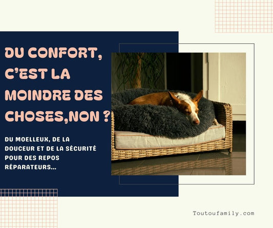 Coussin pour chien - Comment choisir le meilleur coussin pour votre chien ? - Toutoufamily