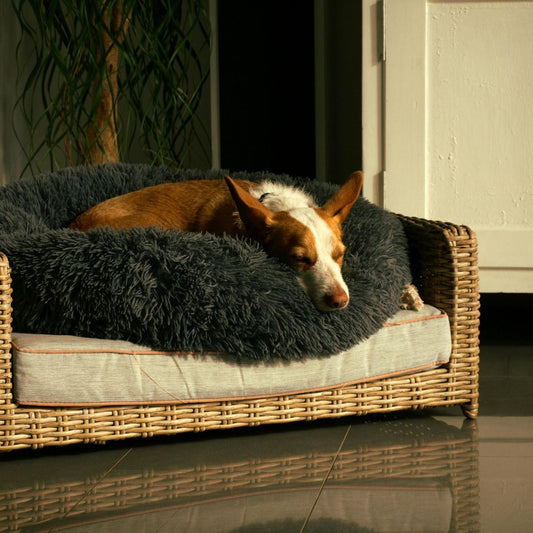 Coussin pour chien - Comment choisir le meilleur coussin pour votre chien ?