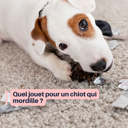 quel jouet pour un chiot qui mordille ?