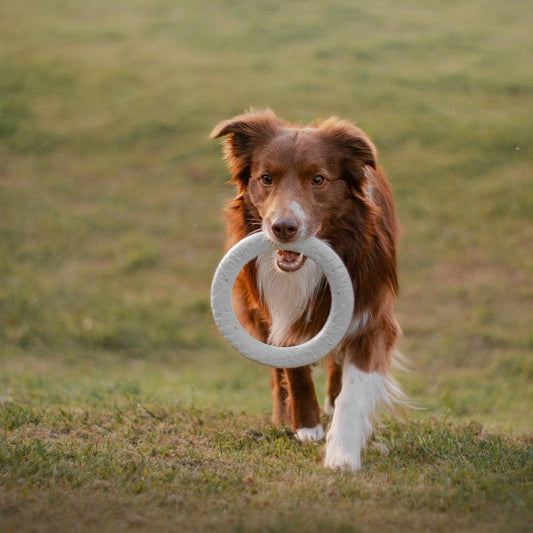 Jouet chien indestructible - La meilleure sélection des jouets indestructibles pour chien ou presque !
