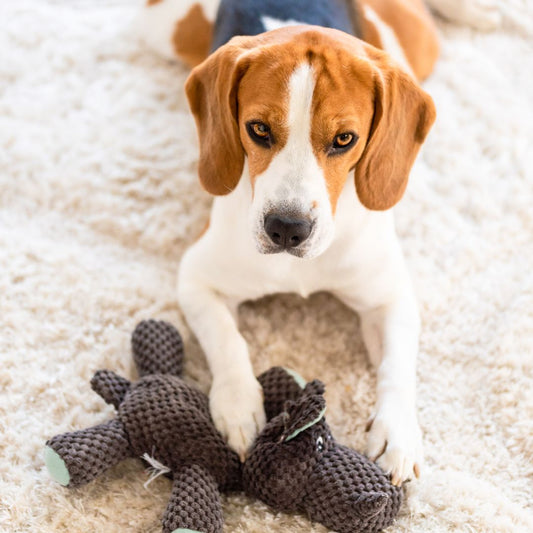 Peluche pour chien - Les meilleures peluches pour chien !
