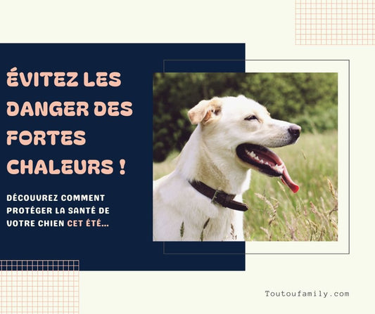 Tapis rafraichissant chien - Le guide des produits qui protège votre chien des dangers de l'été ! - Toutoufamily