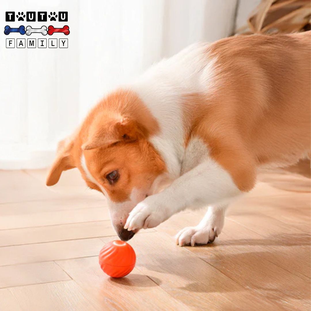 Balle-interactive-pour-chien-lumineuse-un-chien-moyen-qui-joue-avec-sa-patte-sur-la-balle-vibrante-lumineuse-rechargeable-pour-chien