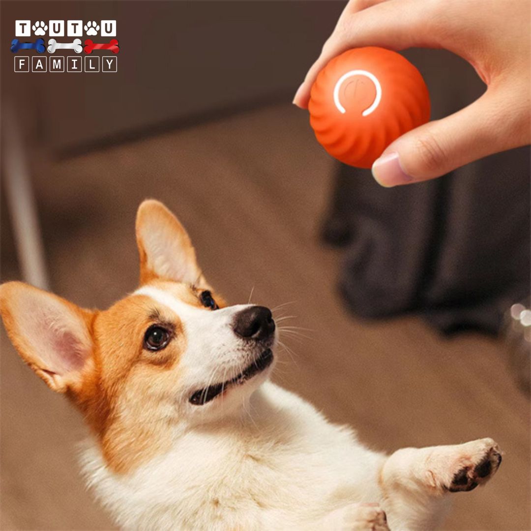 Balle-interactive-pour-chien-qui-roule-toute-seule-un-maitre-qui-appuie-sur-l-interrupteur-de-la-balle-lumineuse-rebondissante-pour-la-donner-Ă -son-chie-tout-heureux-de-jouer-avec