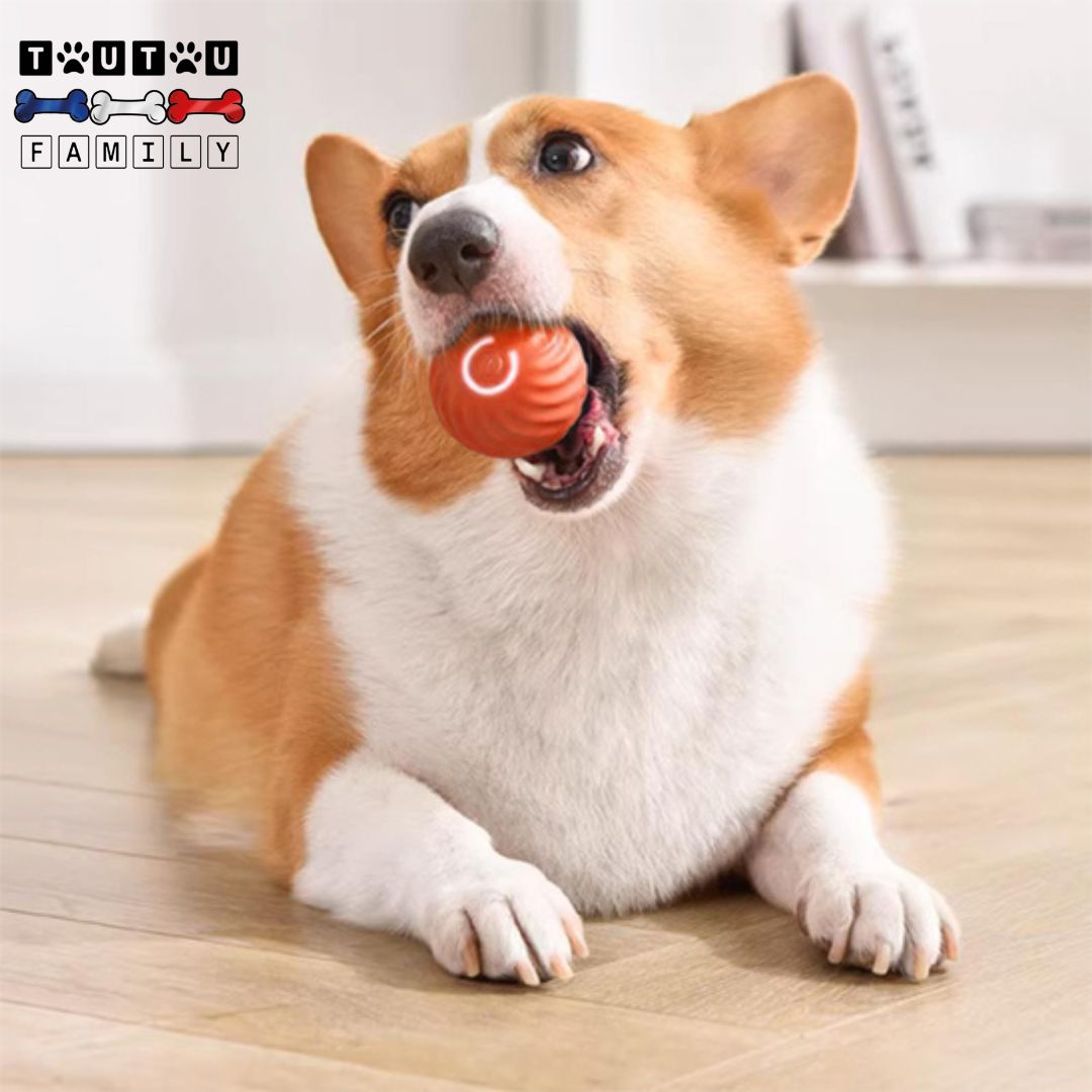 Balle-interactive-pour-chien-qui-vibre-balle-lumineuse-balle-solide-avec-cĂąble-USB-et-batterie-un-chien-de-taille-moyenne-qui-mord-la-balle-interactive-pour-chien