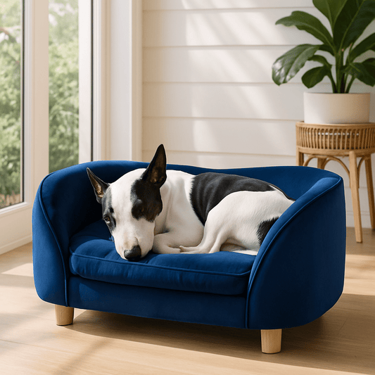 Canapé-chien-bois-et velours résistant aux griffes pour petit chien un bull terrier miniature qui dort paisiblement en boule sur son mini canapé bleu entourant au design moderne et arrondi avec son coussin en éponge 100% coton ergonomique déhoussable et lavable en machine dans le salon de l'appartement