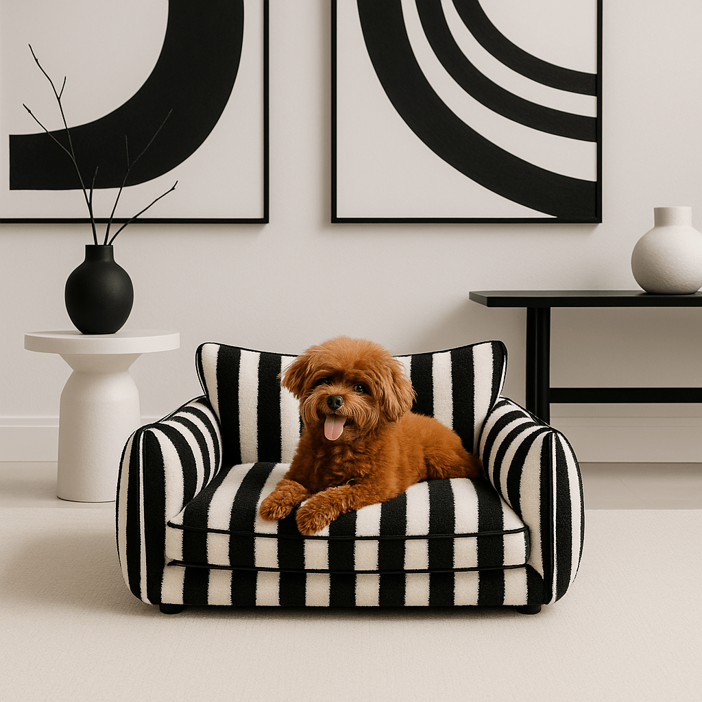 Canapé-chien-orthopédique-divan-noir et blanc-un caniche couché confortablement et heureux sur son fauteuil épais avec matelas à mémoire de forme et coussins 100% coton PP déhoussable et lavable en machine antidérapant dans le salon de l'appartement