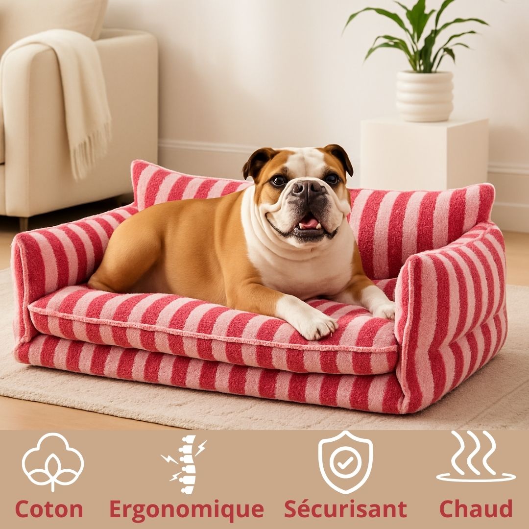 Canapé-chien-petit-moyen-grand-lit déhoussable et lavable en machine, ergonomique, matelas orthopédique, 5 coussins rembourré 100% coton haute densité-divan sécurisant chaud et antidérapant-un bouledogue couché confortablement sur son divan moelleux et douillet dans le salon de l'appartement