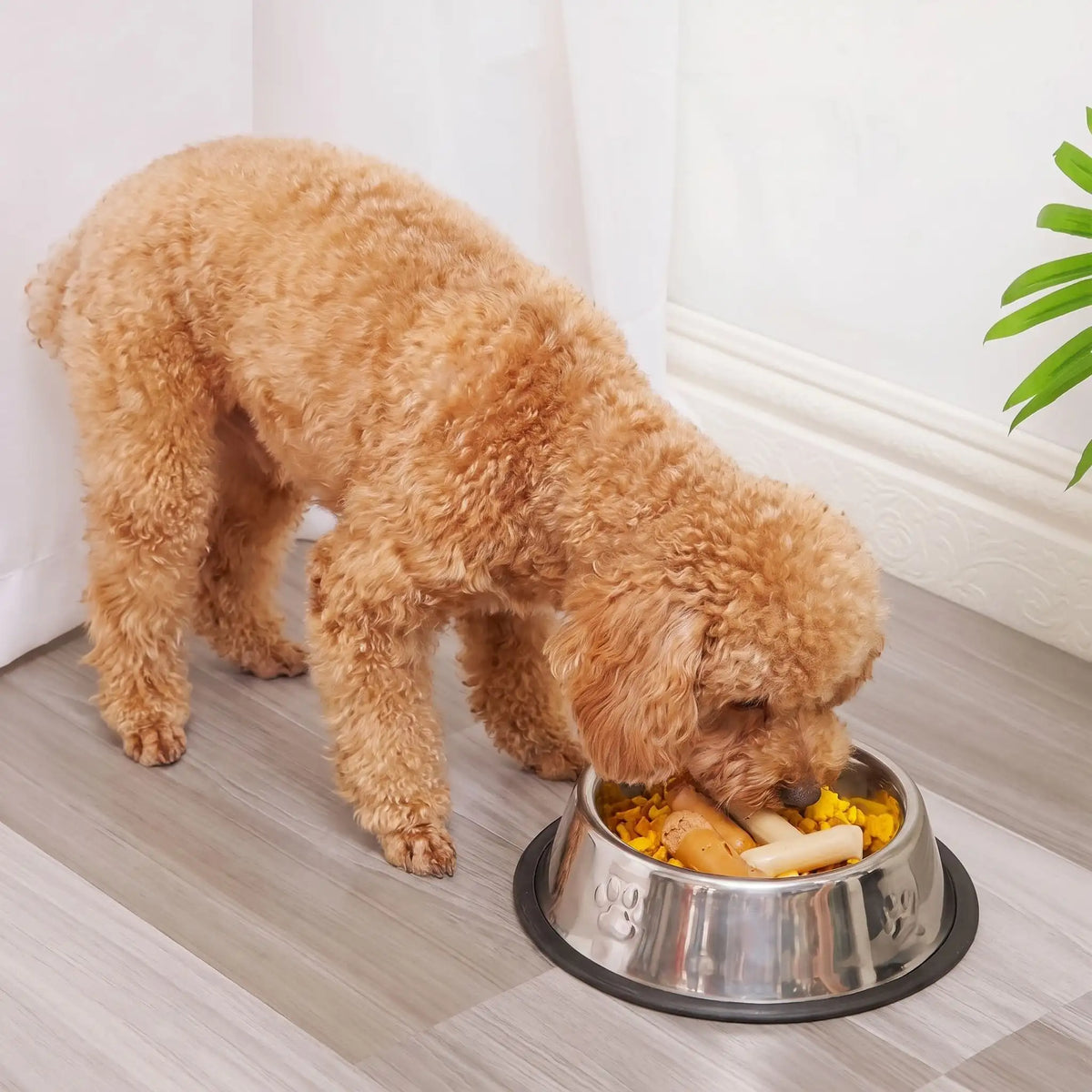Gamelle-en-inox-pour-chien-chiot-lot-de-2-base amovible en silicone antidérapante et anti-renversement, hygiénique, ne retient pas les odeurs, lavable en lave-vaisselle, disponible en 3 tailles S/M/L pour chiot et chien de petite à moyenne race pour des rations de 200/250/330 grammes chacune selon les tailles-un chien de race moyenne qui mange dans sa gamelle antidérapante en inox durable et inoxydable sur le sol en lino du salon