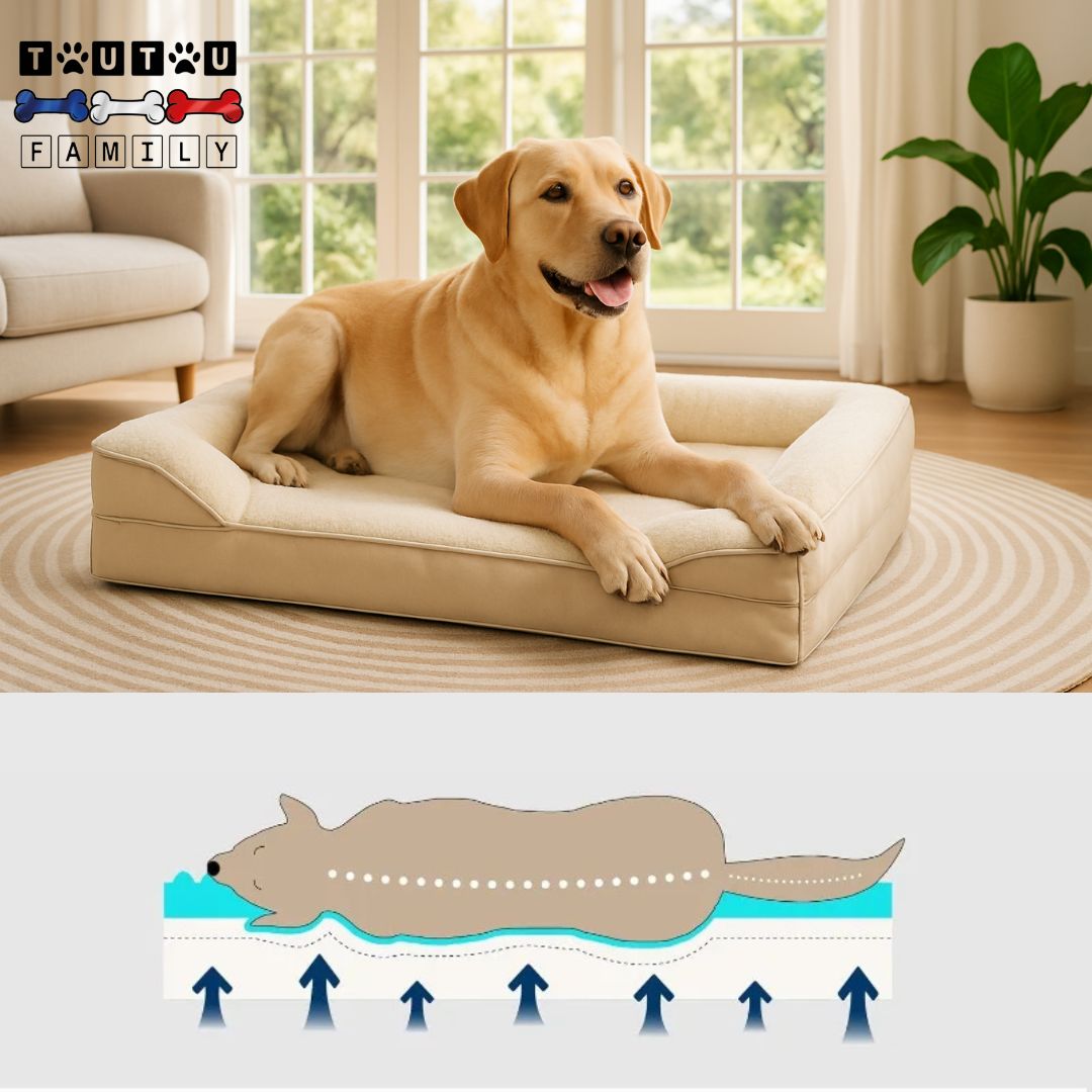 Grand-panier-pour-chien-matelas-mémoire-de-forme-un-labrador-beige-couché-sur-le-ventre-dans-son-panier-orthopédique-pour-grand-chien