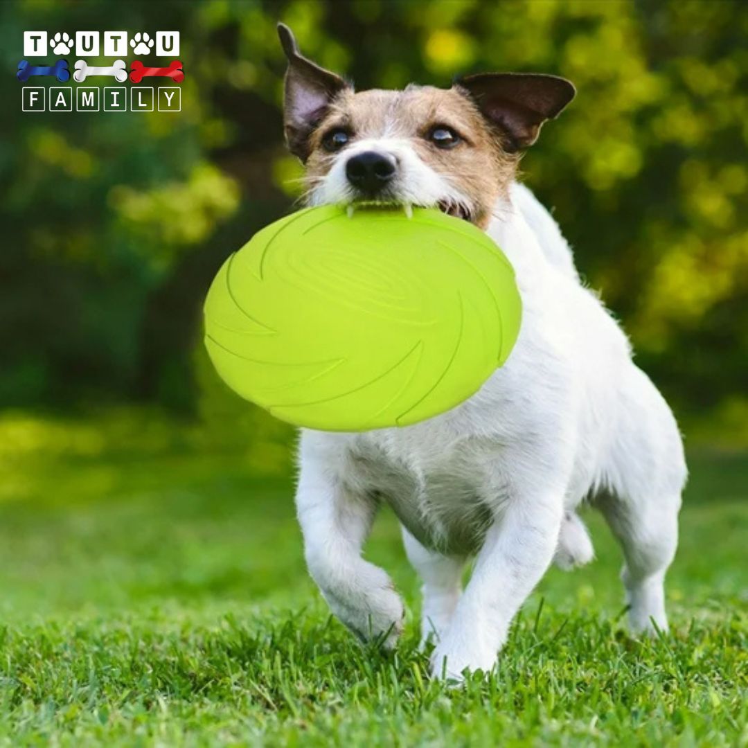 Jouet-interactif-pour-chien-frisbee-caoutchouc-résistant-au-mùchoires-un-chien-qui-court-avec-son-frisbee-doux-pour-les-gencive-dans-sa-machoire