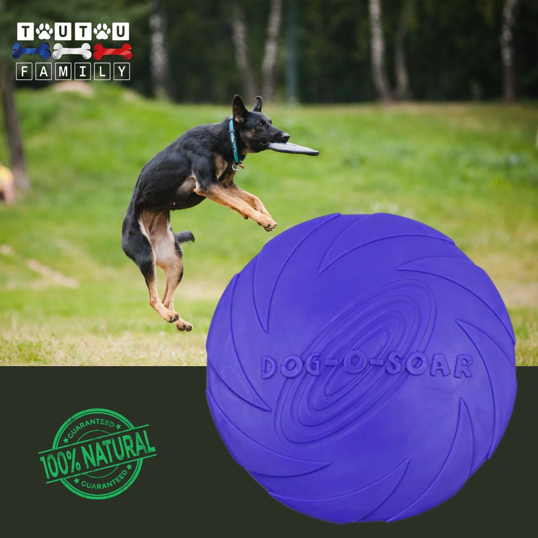 Jouet-interactif-pour-chien-frisbee-caoutchouc-vert-un-grand-chien-qui-en-sautant-attrape-le-frisbee-violet-au-vol