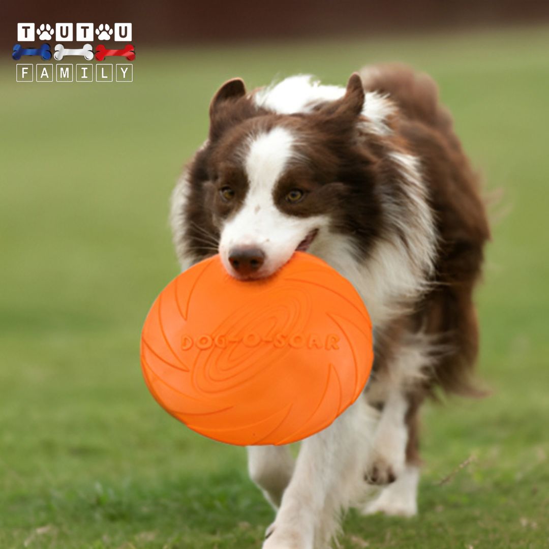 Jouet-interactif-pour-chien-frisbee-caoutchouc-100%-naturel-doux-sans-danger-pur-le-chien-incassable-un-chien-qui-joue-au-lancé-rapporté-avec-le-frisbee-qu-il-tient-dans-sa-mùchoire-sur-a-pelouse