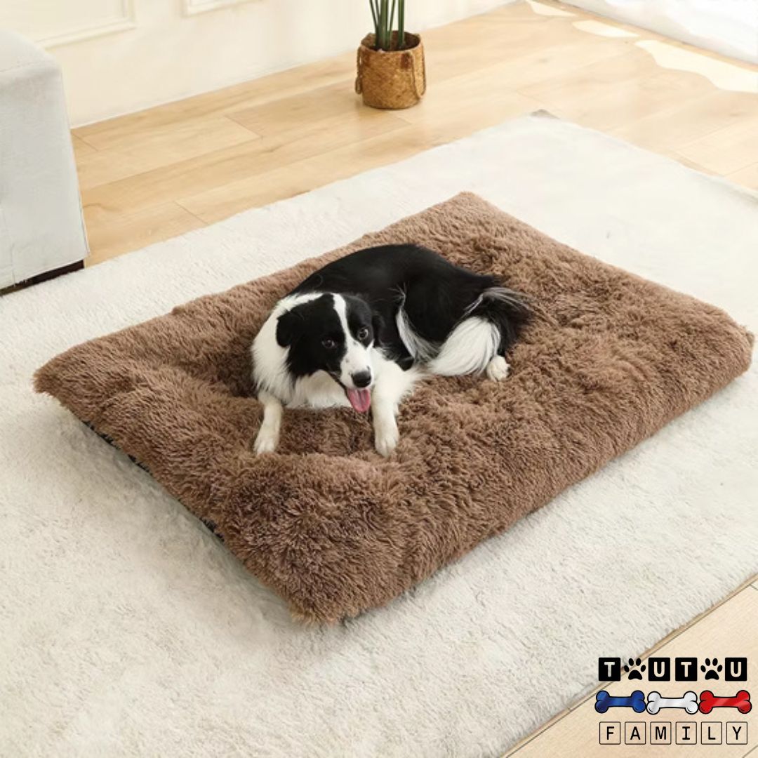 Lit-pour-chien-coton-respirant-un-chien-de-taille-moyenne-couché-confortablement-sur-son-lit-en-peluche-100%-coton-hypoallergénique-de-couleur-marron-dans-le-salon