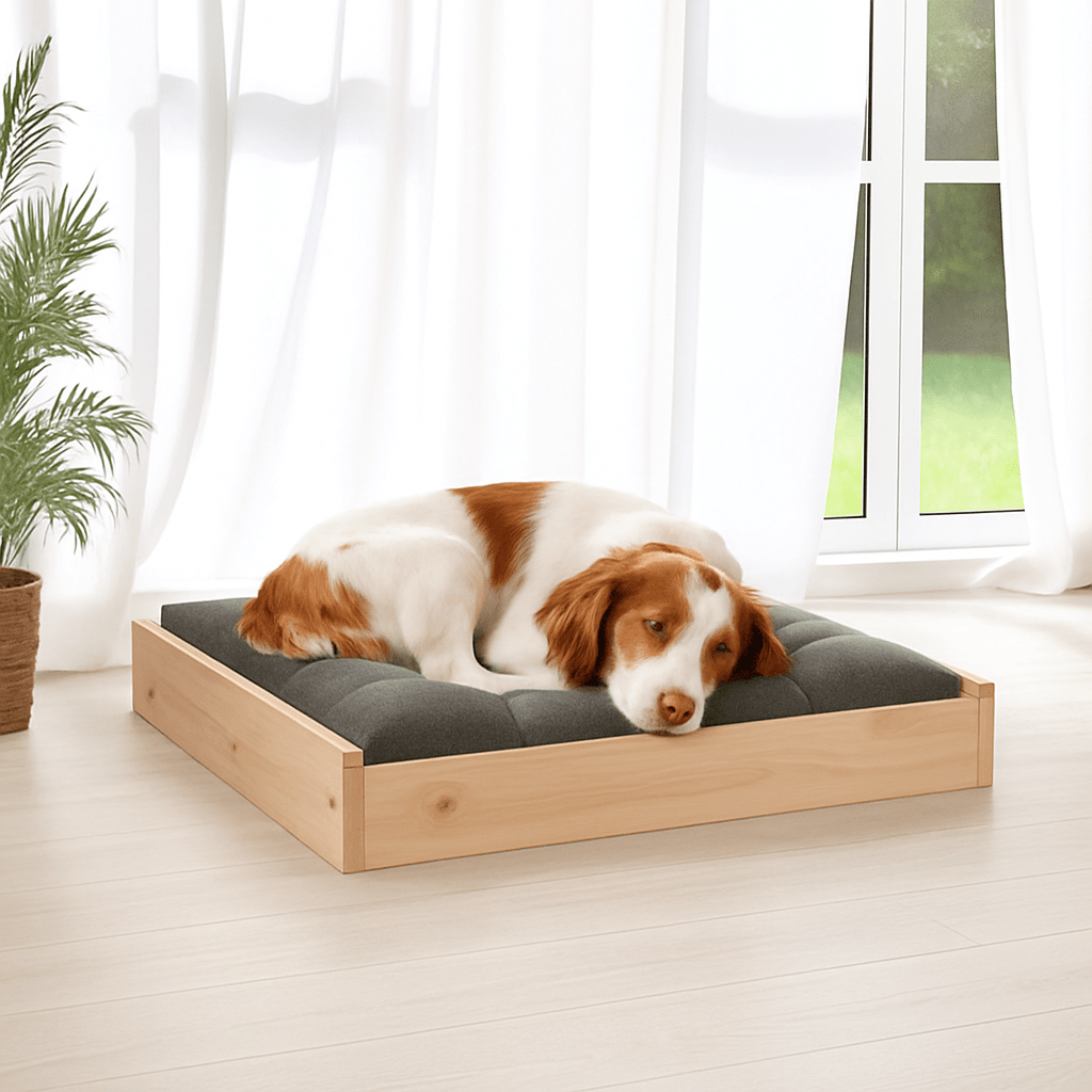 Lit-pour-chien-surélevé en bois de pin massif naturel non traité-avec sommier en latte en bois et cadre robuste en bois pour chien de petite à moyenne taille-respirant-solide-matériau naturel-Un Épagneul breton qui dort paisiblement sur son lit en bois massif avec cadre haut et son matelas gris dans le salon de la maison