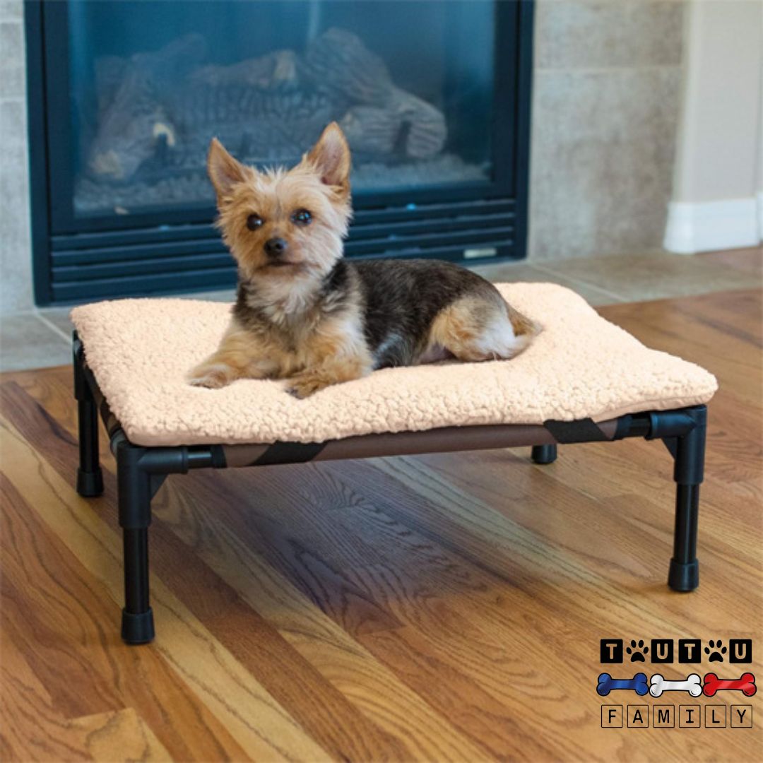Lit-pour-chien-surélevé-lit-de-camp-chien-un-chien-type-yorshire-couché –sur-son-lit-surélevé-dans-son-salon-couchage-chien-confortable-hygiénique-facile-d-entretien-respirant-idéal-pour-l'été-et-l-hiver-avec-un-coussin