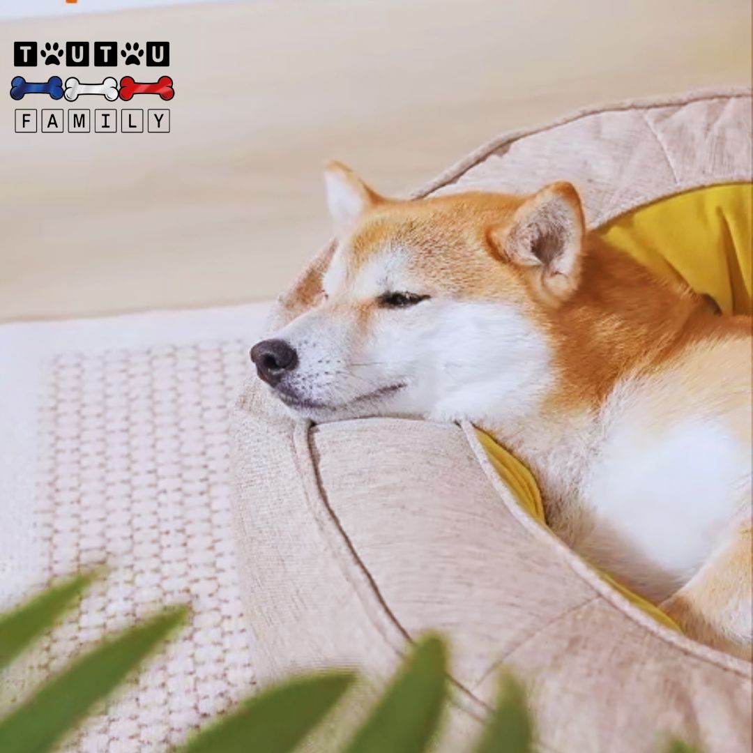 Panier-orthopedique-chien-avec-rebord-dehoussable-un-shiba-inu-qui-dort-dans-son-panier-orange-la-tête-reposant-sur-le-coussin-ergonomique-du-panier-lavable-déhoussable-100% imperméable-solide-respirant-avec-son-matelas-à-mémoire-de-forme