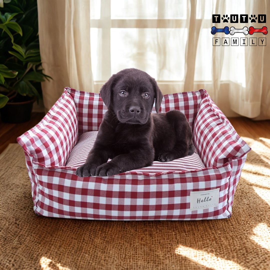 Panier-petit-chien-déhoussable-lavable-en-machine-antidérapant-100%-imperméable-et-coussin-et-oreiller-100%-coton-PP-housse-en-lin-un-petit-chien-couché-sur-le-ventre-dans-panier-rectangulaire-à -carreau-rouge-et-blanc-dans-son-salon