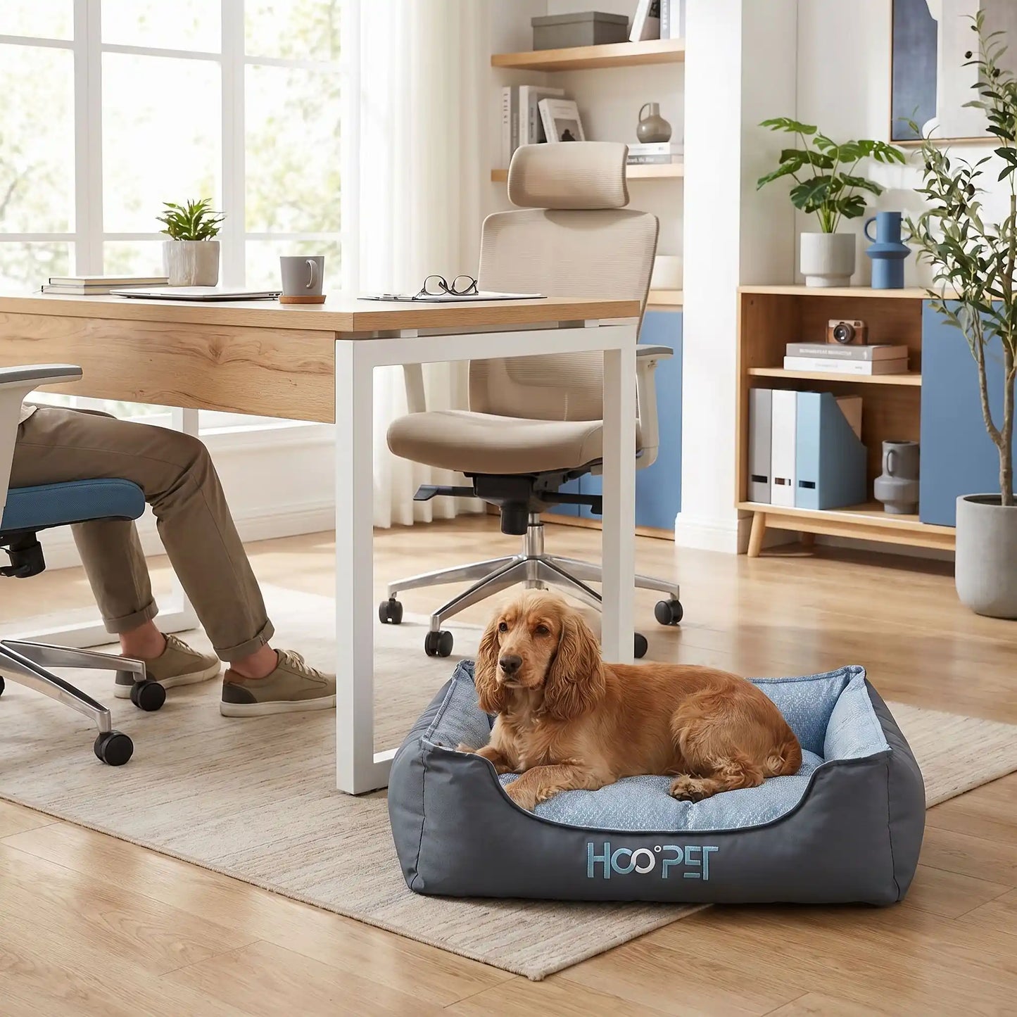 Panier-tissu-chien-chiot-solide-coussin-amovible-déhoussable lavable en machine, coussin intérieur double-face : rafraichissant en été et respirant et imperméable en hiver , rembourrage généreux 100% coton haute densité et haute résilience , rectangulaire et ergonomique et confortable, antidérapant pour chiot et chien de 0 à 15 kilos-un chien de taille moyenne couché dans son panier gris et bleu taille L sur le coussin face rafraichissante pour l'été au pied du bureau de son maitre dans la maison