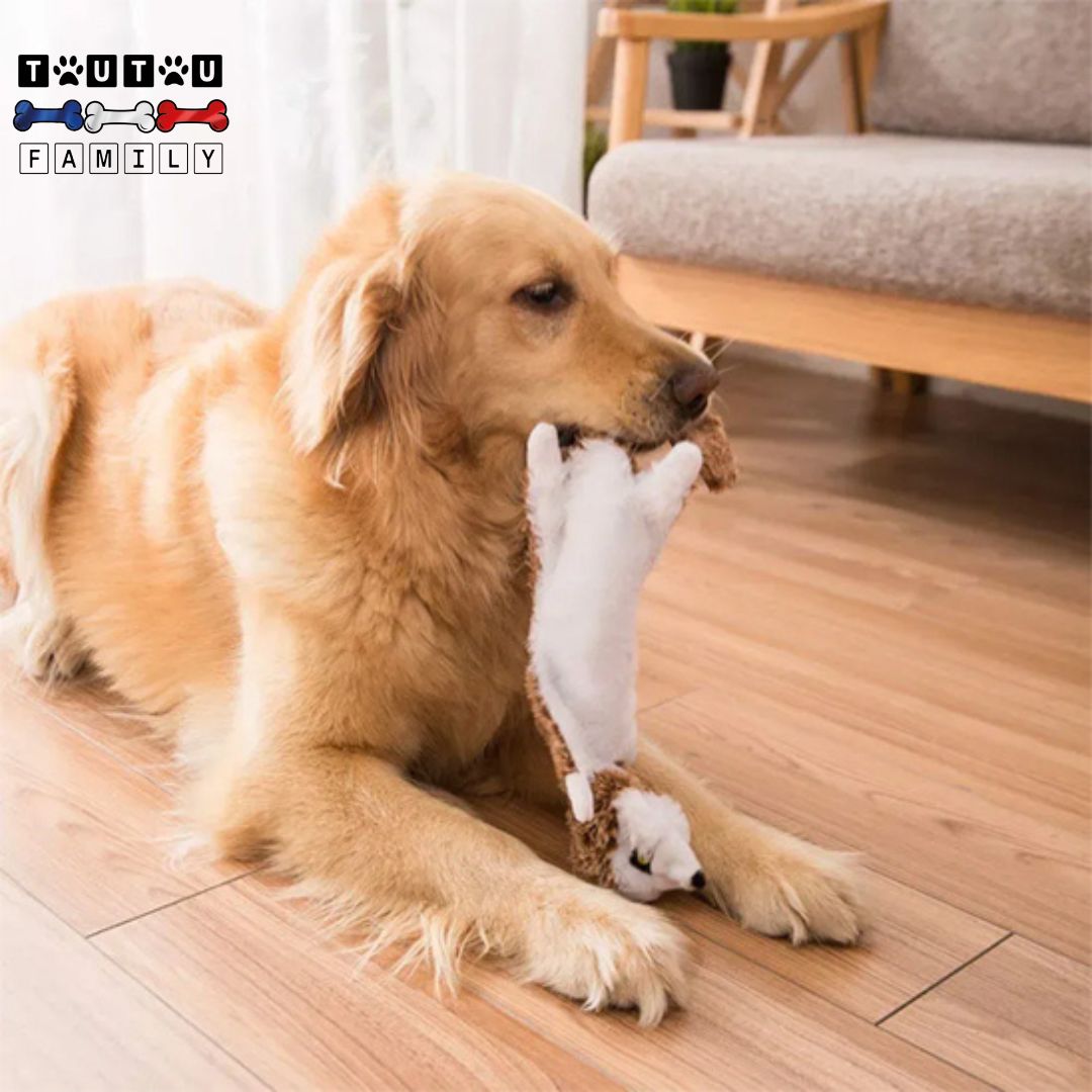 Peluche-indestructible-pour-chien-à-mâcher sans rembourrage, lavable en machine avec corde intégré pour jeu interactif de tir à la corde, un labrador qui tient sa peluche dans sa mâchoire qui la mâche avec plaisir et se détend allongé dans son salon, jouet qui stimule son instinct de chasse