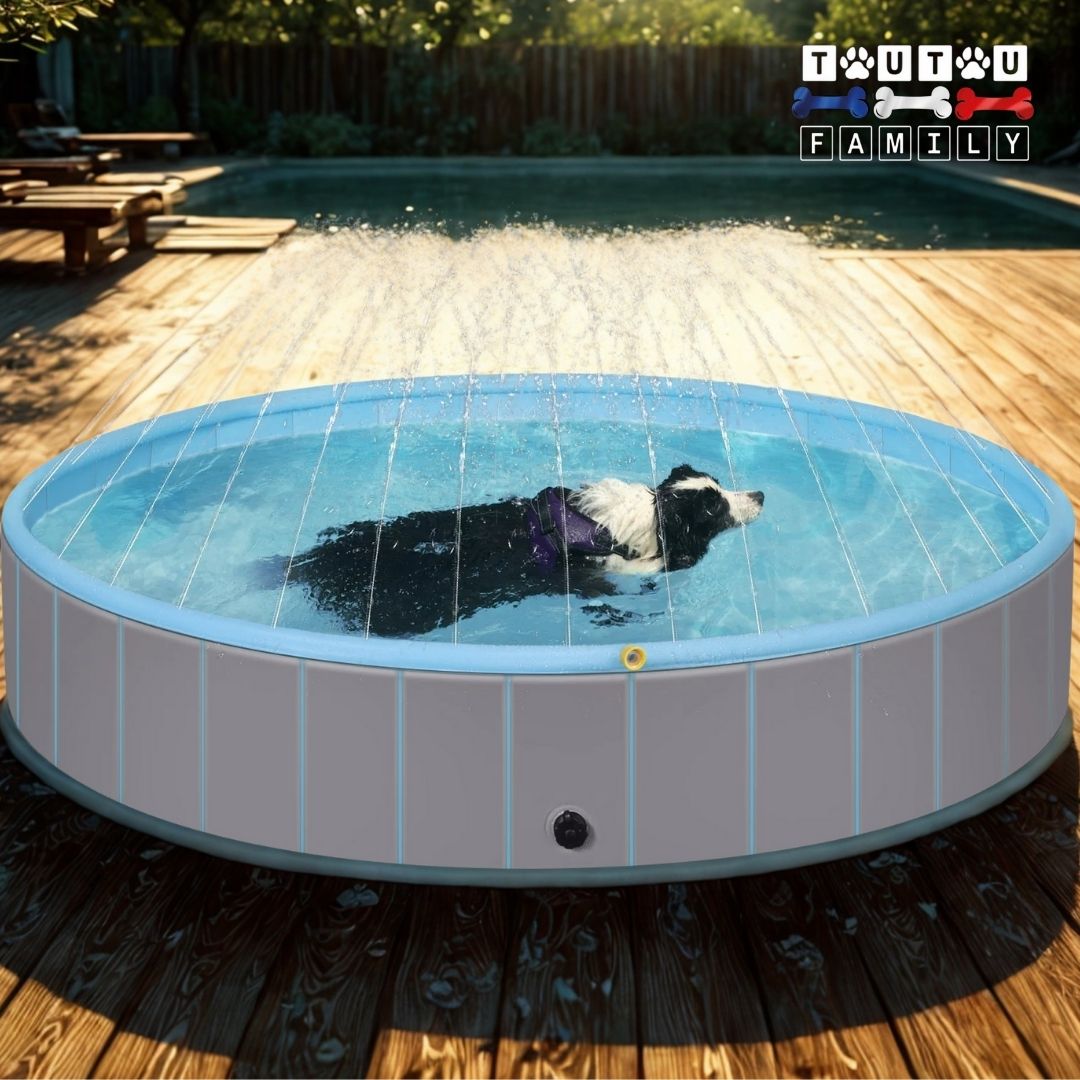 Piscine-pour-chien-xxl--piscine-rigide un Border collie qui nage et se rafraichit dans sa piscine pour grand chien avec ses jets d'eau sur la terrasse de la maison en été pendant les grandes chaleurs