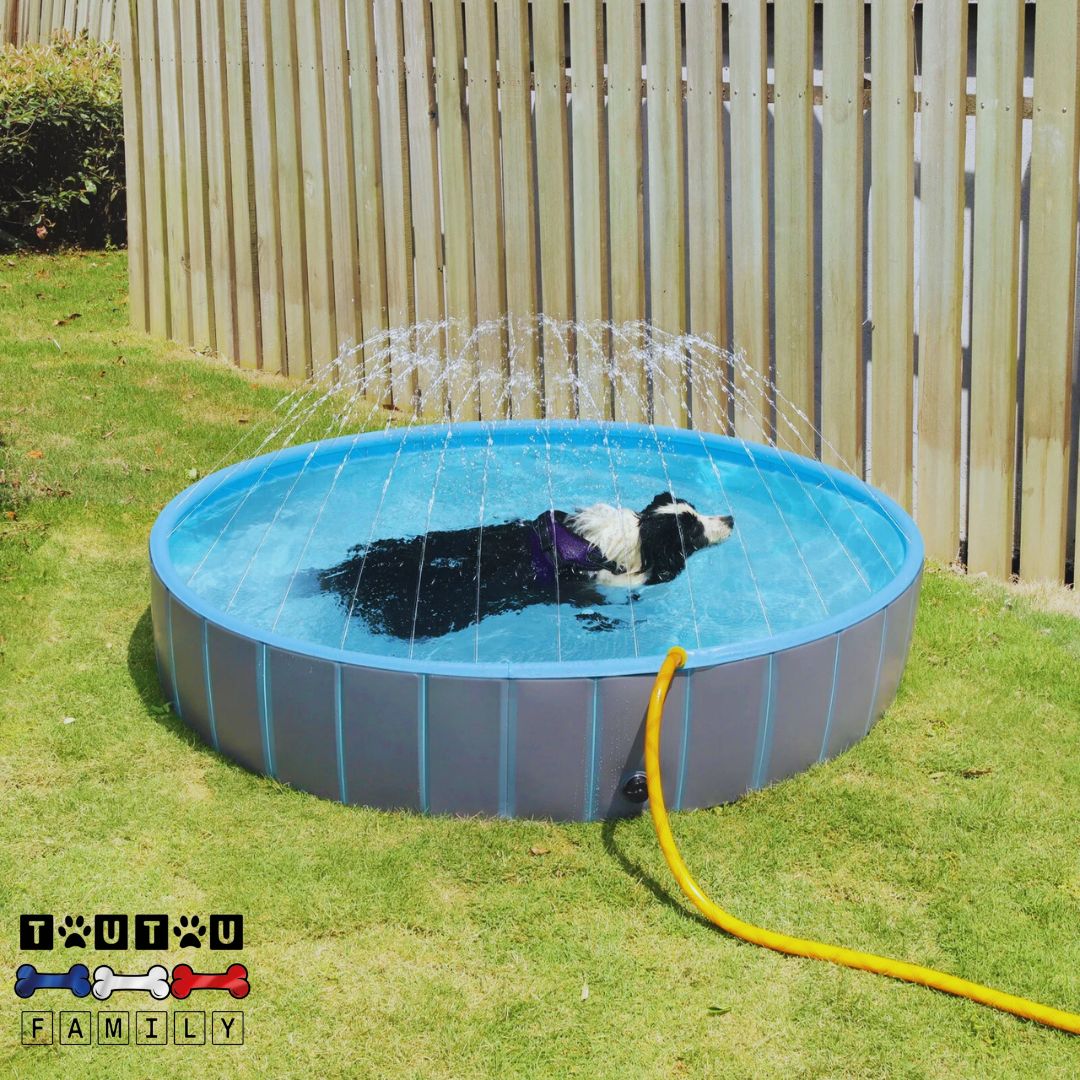 Piscine-pour-chien-xxl-jet-d-eau-piscine-rigide-pour-grand-chien un grand chien qui nage et se détend en été en plein soleil dans sa piscine avec les jets d'eau actionné par le raccord universel pour le tuyau d'arrosage