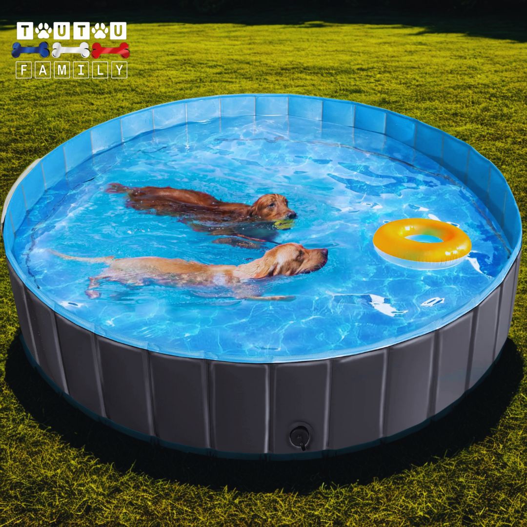 Piscine-pour-chiens-xxl-deux-goldens-qui-nagent-et-se-rafraichissent-pendant-les-chaleurs-estivale-dans-leur-piscine-xxl-grande-antidérapante-pliable-dans-le-jardin-des-sa-maison-sur-l-herbe