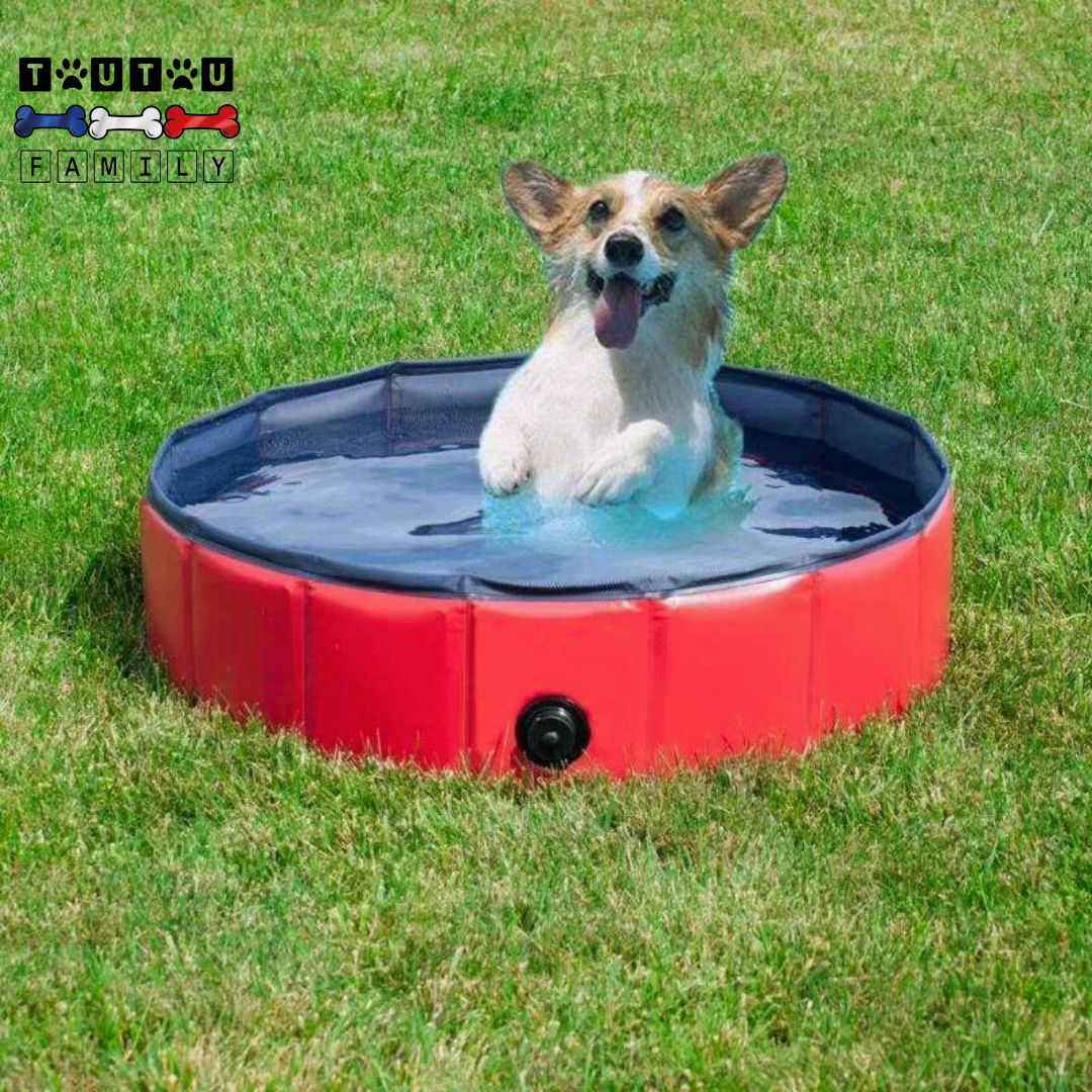 Piscine-pour-petit-chien-antidérapante-un-petit-chien-tout-content-qui-saute-dans-l-eau-de-sa-piscine-rouge-et-bleu-pliable-rigide-sur-la-pelouse-du-jardin-en-été