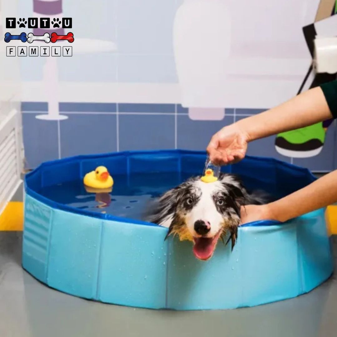 Piscine-pour-petit-chien-pliable-un-petit-chien-qui-fait-son-bain-avec-son-maitre-dans-la-piscine-pliable-avec-bouchon-de-vidange-dans-a-salle-de-bain