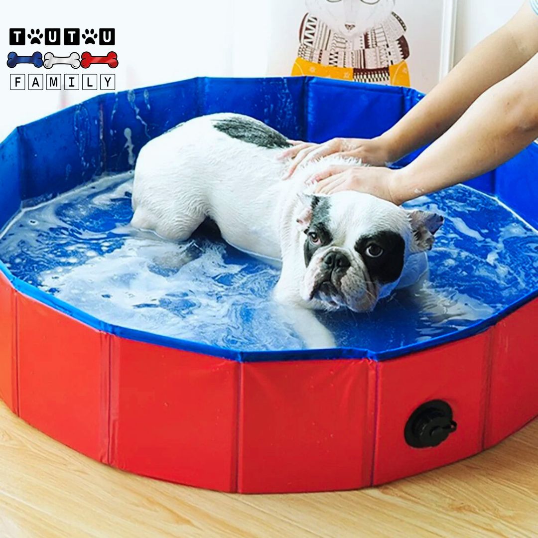 Piscine-pour-petit-chien-rigide-un-bouledogue-couché-dans-sa-piscine-avec-sa-maitresse-sui-le-brosse-fait-son-toilettege-dans-la-salle-de-bain