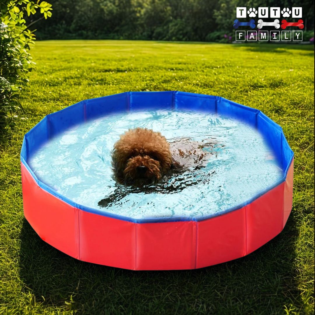 Piscine-pour-petit-chien-transportable-un-caniche-de-race-toy-qui-se-baigne-dans-la-piscine-posé-sur-a-pelouse-pendant-les-fortes-chaleurs-prévient-la-déshydratation-canine