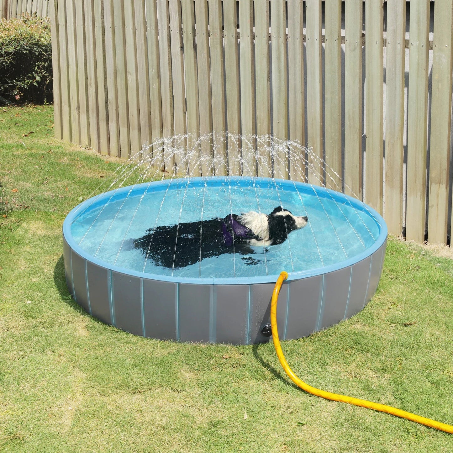 Piscine-rigide-pour-chien-chiot-avec- raccord universel au tuyau d'arrosage pour jets d'eau,rigide-vidange rapide et facile,pliable, transportable en panneaux de fibres rigides et naturels avec PVC ultra-résistant avec couche intérieure renforcée pour chien, fond antidérapant et résistant aux griffes-gros plan sur le piscine pour chien de 80 cm de diamÚtre pour petit et chien de moyenne taille de 0 à 15 kilos avec le raccord universel au tuyau d'arrosage pour actionné les muliples jets d'eau qui arrosent