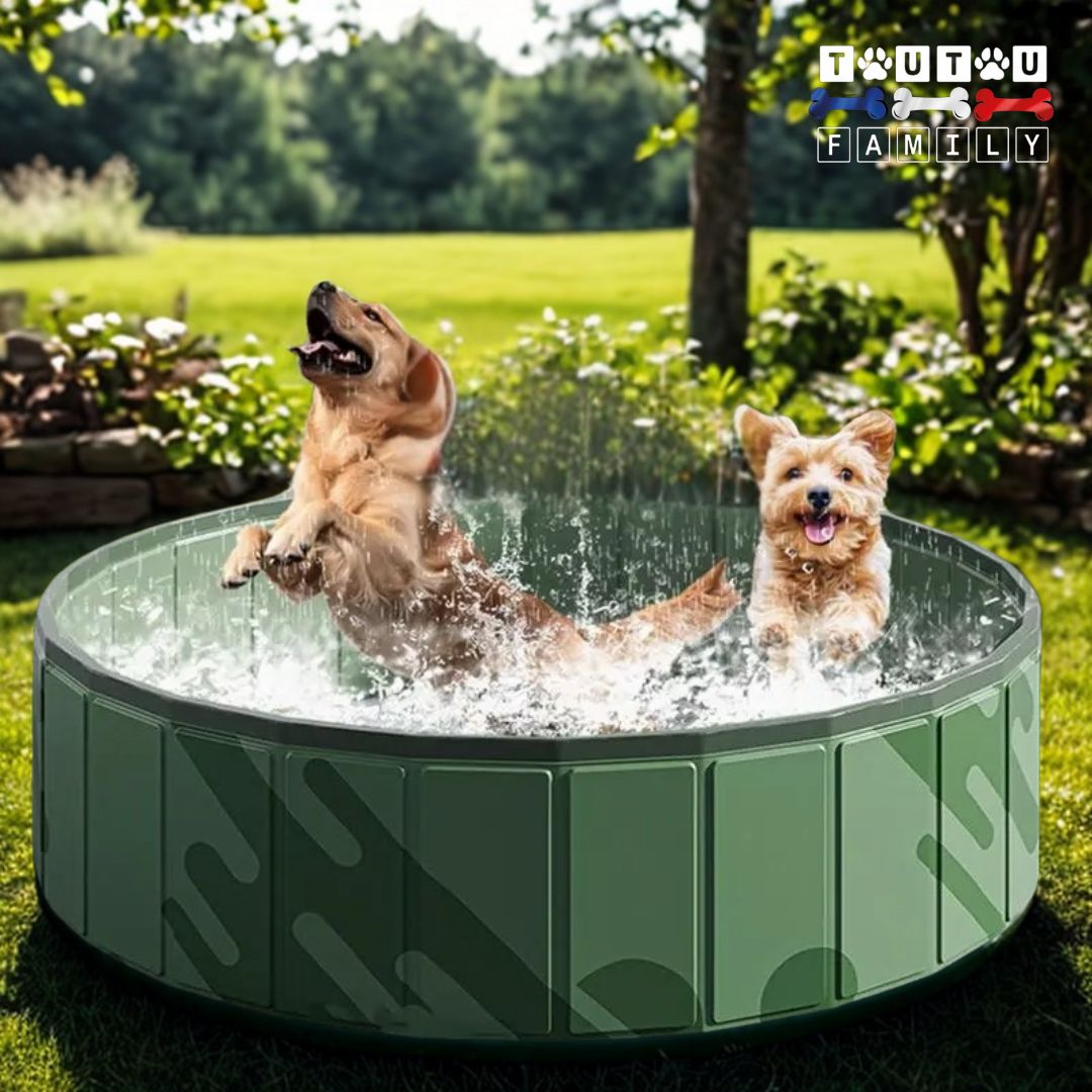 Piscine-rigide-pour-chien-pliable-jeu-d-eau-anti-uv-solide-résistante-pliable-avec-bouchon-de-vidange-pour-une évacuation facile-deux chiens qui jouent dans à piscine sur lapelouse du jardin en été