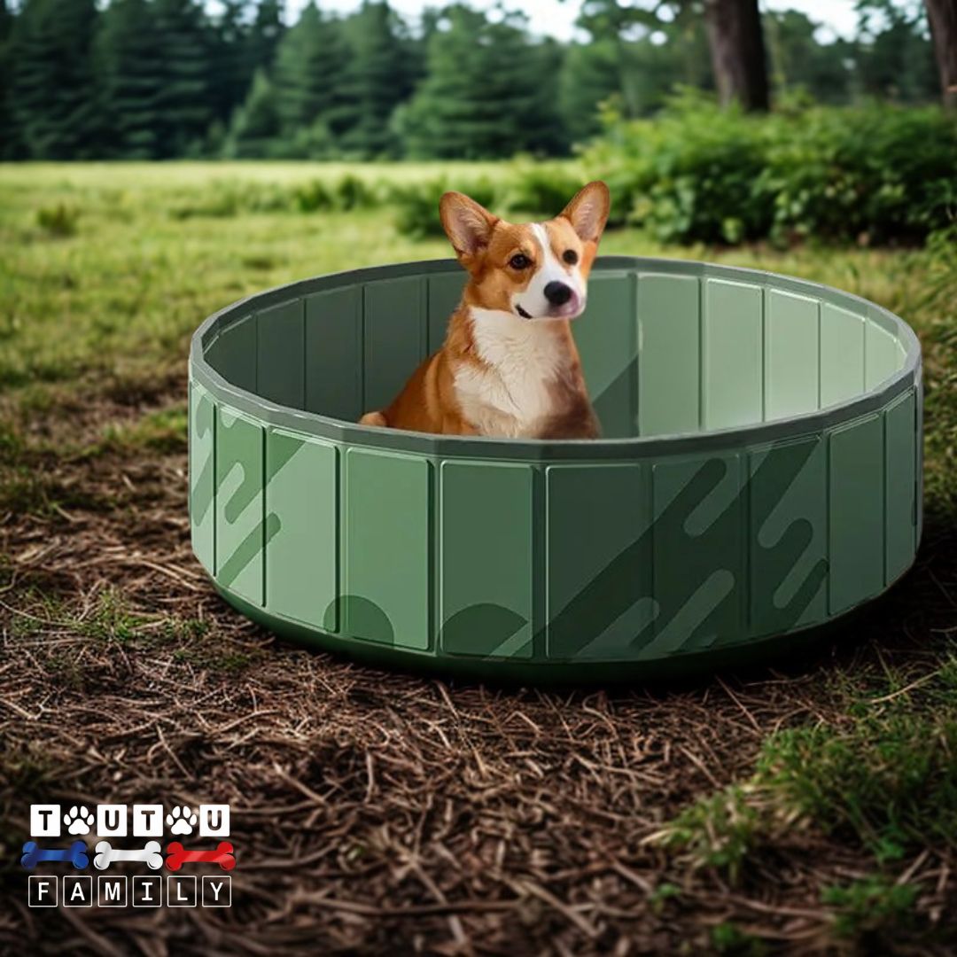 Piscine-rigide-pour-chien-pliable-pour-petit-chien-un chien de petite taille assis dans sa piscine en PVC antidérapant avec son bouchon de vidange pour un nettoyage facile