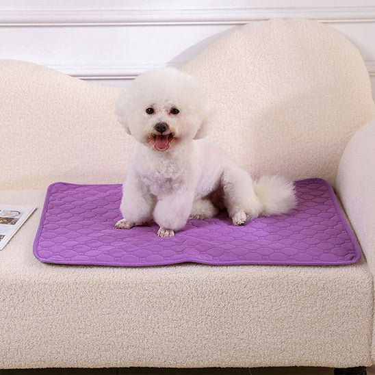 Tapis-absorbant-chien-alÚse-chiot-100% imperméable-coton absorbant plus de 10 fois son poids-ultra-résistant-un Bichon Maltais assis sur son tapis absorbant sur le canapé au sec du salon de la maison