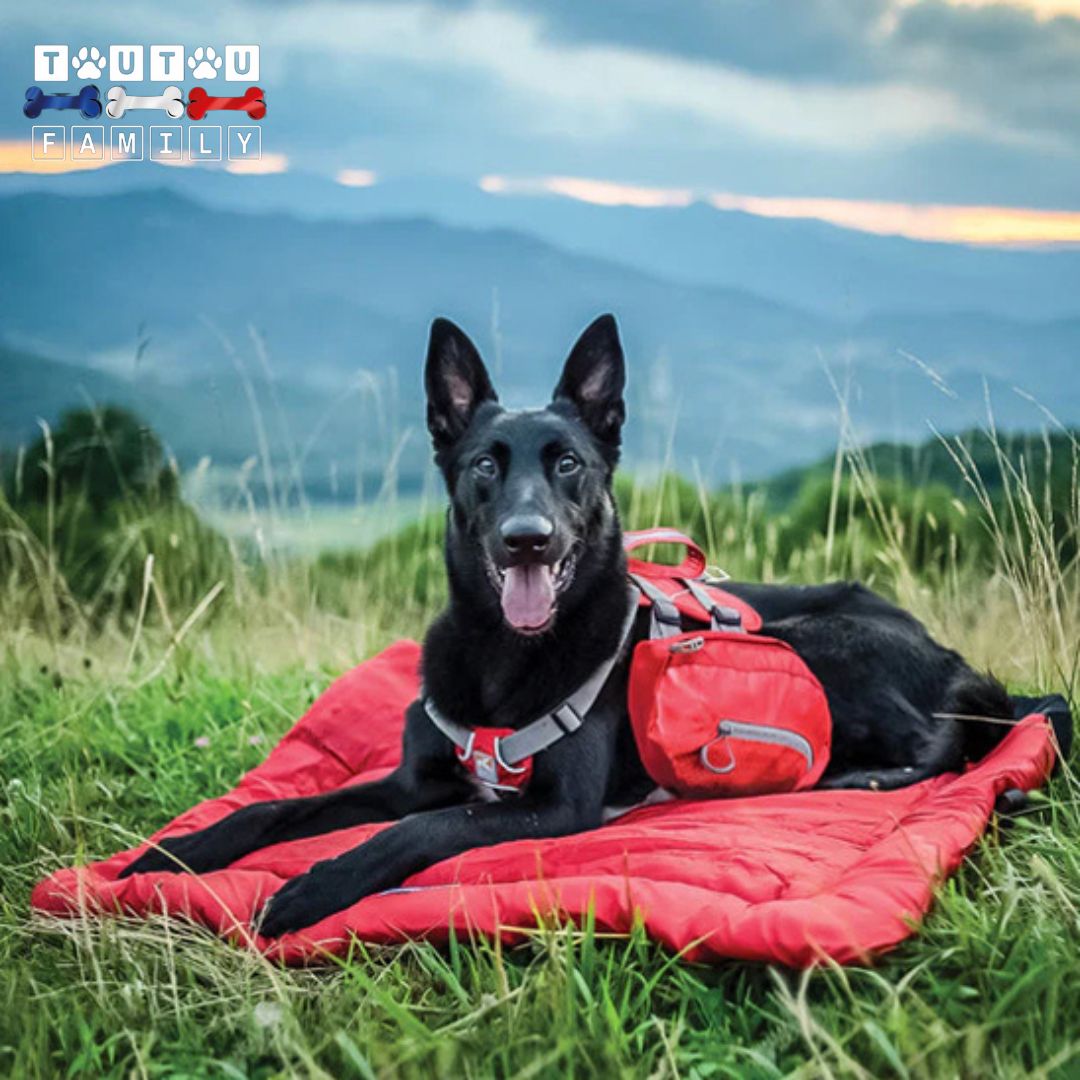 Tapis-imperméable-pour-chien-transportable, un grand chien noir sauveteur couché sur le ventre sur son grand tapis rouge au rembourrage coton, lavable en machine, antidérapant qui isole du sol à la montagne