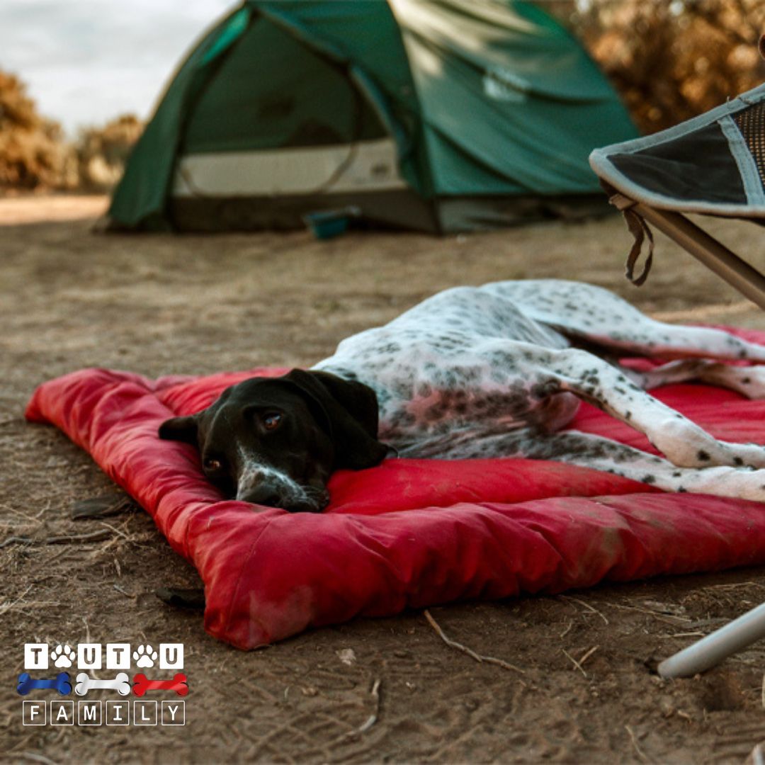 Tapis-imperméable-pour-chien-voyage lavable rembourrage en coton moelleux et épais un chien de chasse couché sur le flanc confortablement sur le tapis qui l'isole du sol humide à coté de la tente de son maitre