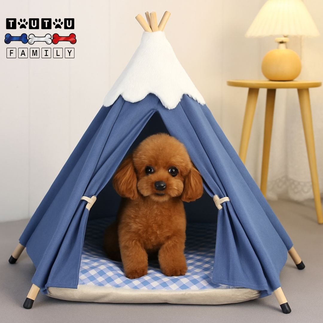 Tipi-pour-chien-coton-un caniche nain assis dans sa tente bleu avec son coussin intérieur à carreaux blanc et bleu 100% coton déhoussable et lavable avec la toile en coton et lin et ses deux attaches à l'avant en bois naturel