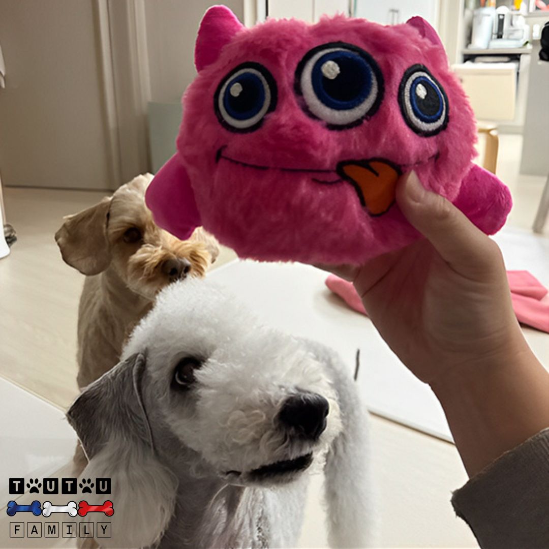 Balle-interactive-pour-chien-monstre-rebondissante-jouet-en-peluche-rĂ©sistante-belle-rebondissant-et-sonore-pour-stimuler-le-physique-et-la-coordination-des-chien-deux-petits-chien-prĂȘt-Ă -courir-sur-la-balle-rebondissante-qui-bouge-toute-seule-au-contact-tendu-par-leur-maitre
