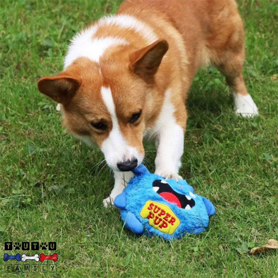 Balle-interactive-pour-chien-monstre-bouge-au-contact-un-welsh-corgi-qui-joue-sur-la-pelouse-et-mord-et-attrape-sa-balle-sonore-vibrante-qui-bouge-au-contact-du-chien