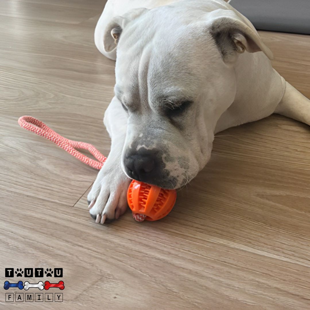 balle-pour-chien-avec-corde-pour-chiot-et-chien-de-taille-moyenne