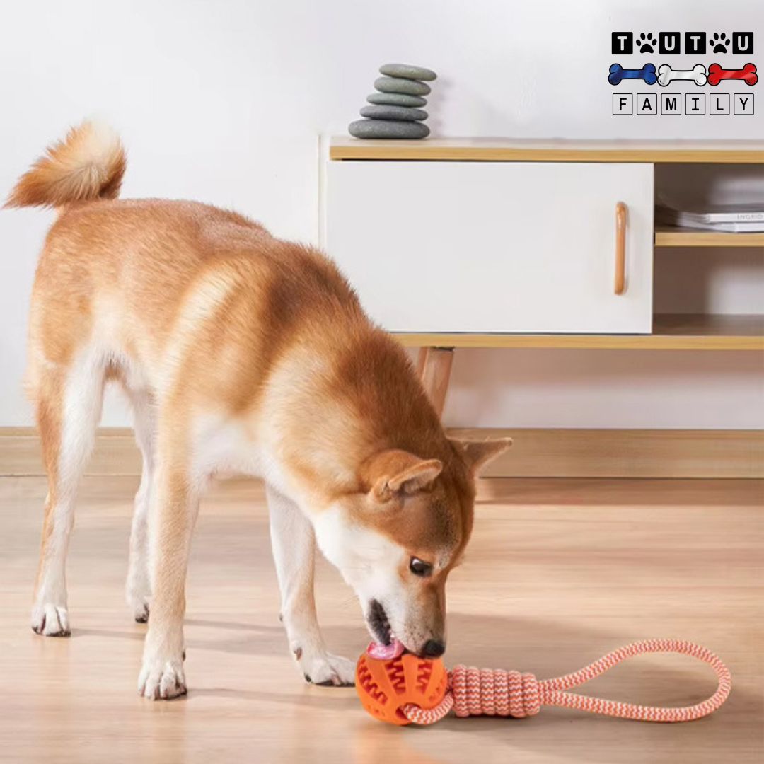 balle-pour-chien-avec-corde-distributeur-de-croquette-un-chine-de-taille-moyenne-qui-joue-et-lĂšche-la-balle-rempli-de-croquettes