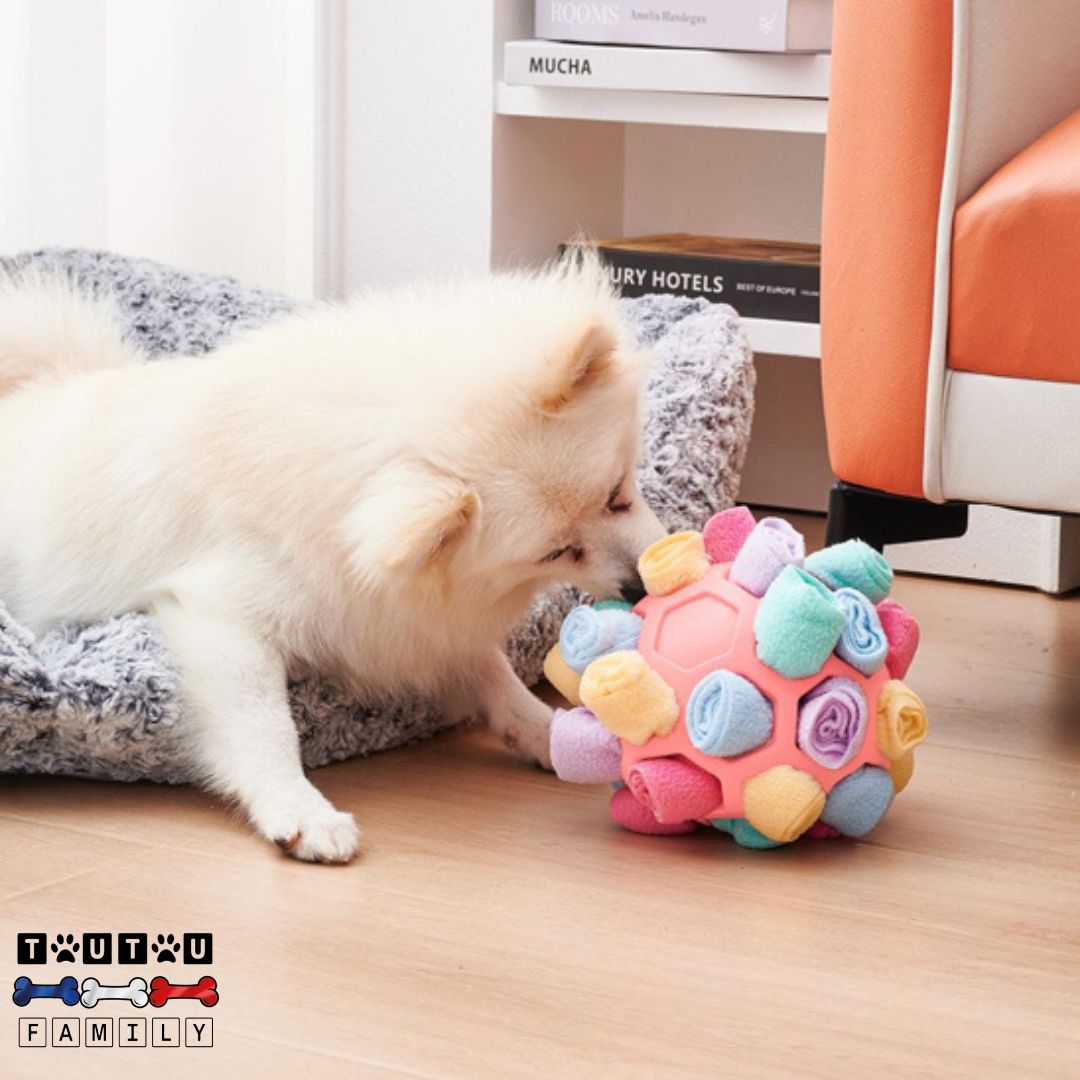 balle-pour-chien-de-fouille-jeu-pour-chien-intelligent-un-chien-de-race-coton-de-tuléar-qui-joue-avec-sa-balle-de-fouille-rose-dans-son-appartement