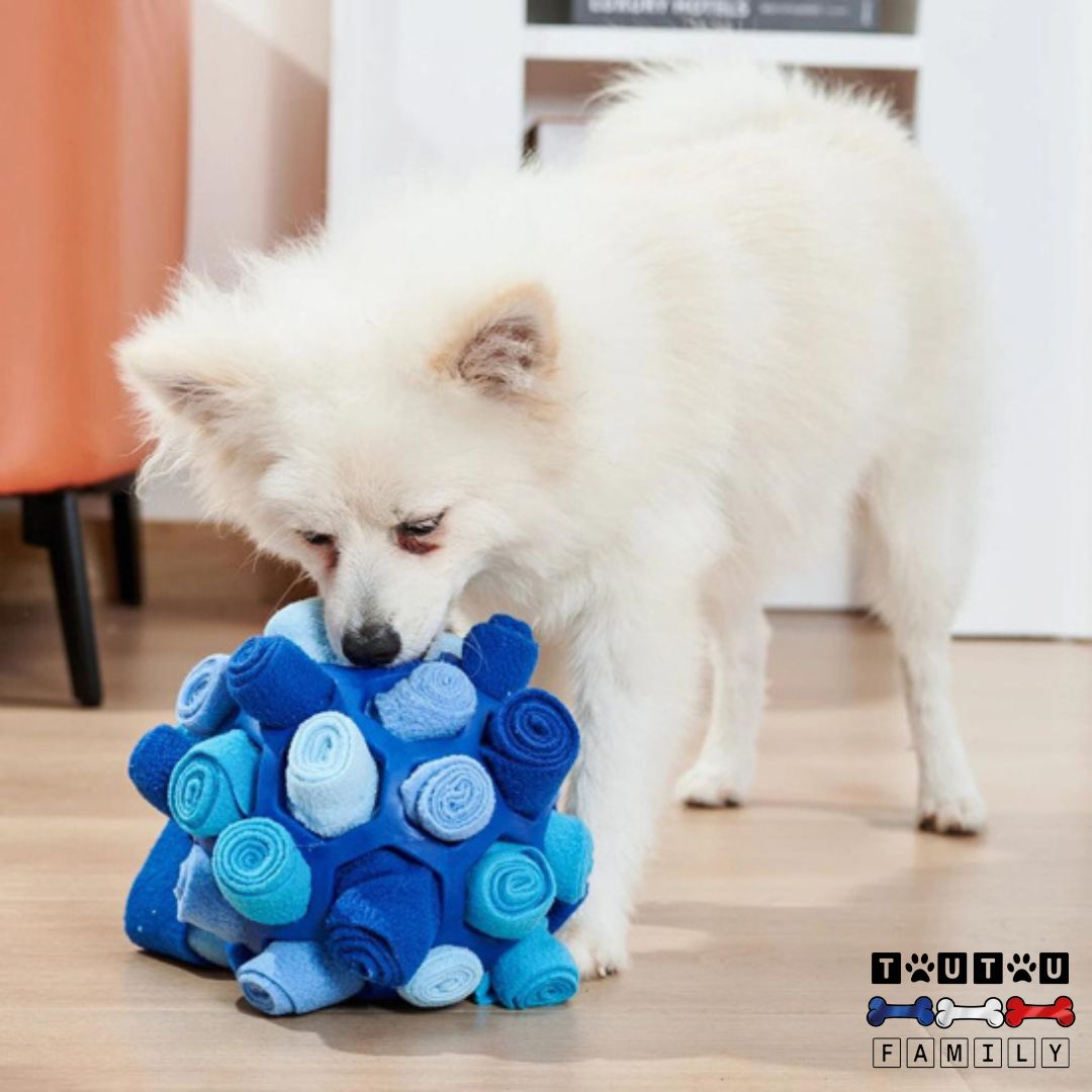 balle-pour-chien-de-fouille-niveau-deux-un-spitz-qui-joue-a-chercher-des-friandise-dans-sa-balle-de-fouille-bleue