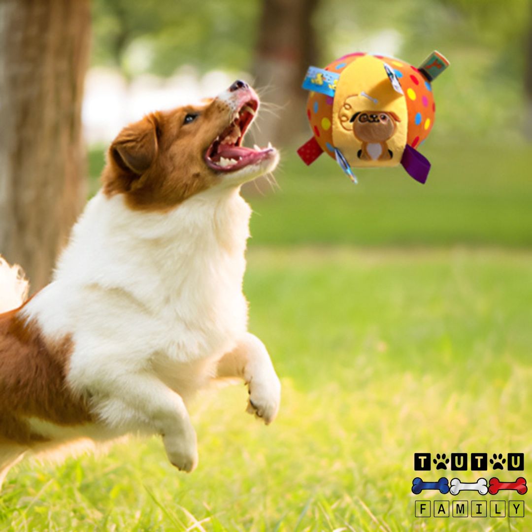 balle-pour-chien-en-peluche-pour-petit-chien-un-chien-de-taille-moyenne-qui-bondit-sur-la-balle-en-l-air-dans-un-parc